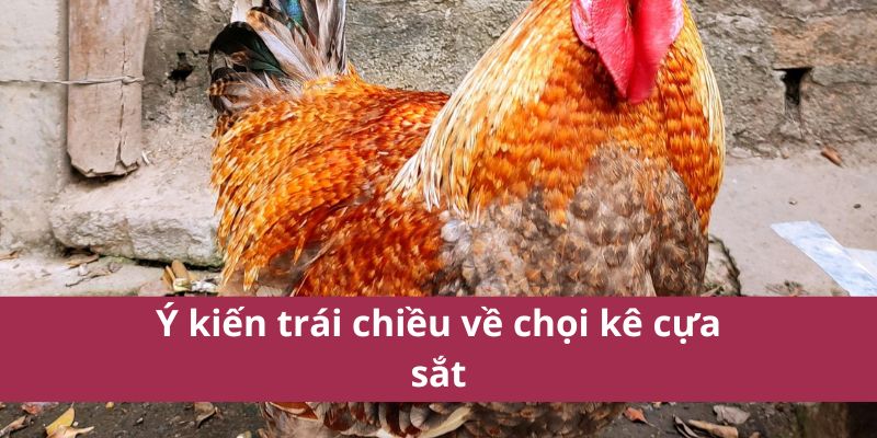 Đá Gà Cựa Sắt Hello88 Kịch Tính Hấp Dẫn Nhất Năm 2025  4 Ý kiến trái chiều về chọi kê cựa sắt