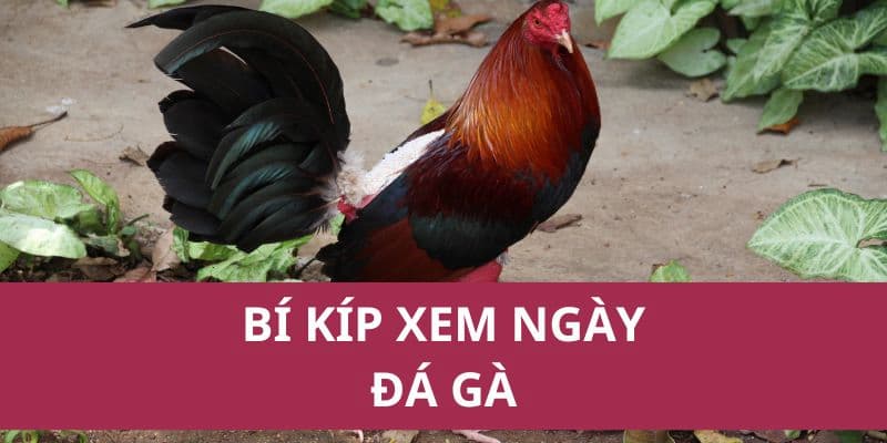 Bí Kíp Xem Ngày Đá Gà - Những Chia Sẻ Từ Hello88 Cho Newbie 1 bi kip xem ngay da ga 2